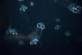 Creatures From The Deep
